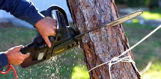 Best Palm Tree Trimming  in Bossier City, LA
