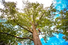 Best Tree Health Inspection  in Bossier City, LA