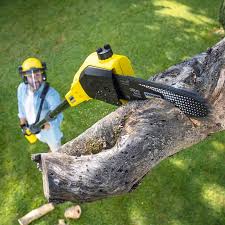 Best Tree Maintenance Programs  in Bossier City, LA