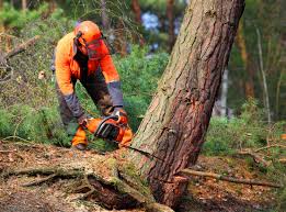 Best Leaf Removal  in Bossier City, LA