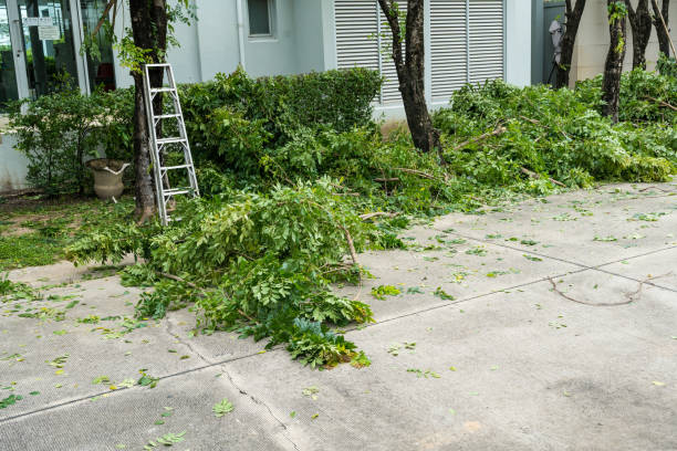 Best Stump Grinding and Removal  in Bossier City, LA