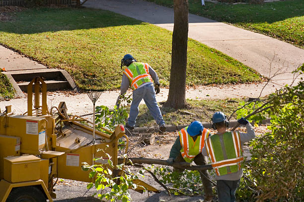Best Lawn Maintenance Plans  in Bossier City, LA