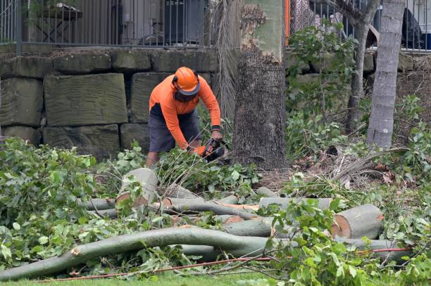Best Root Management and Removal  in Bossier City, LA