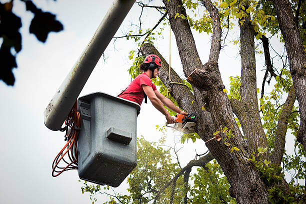  Bossier City, LA Tree Removal Pros